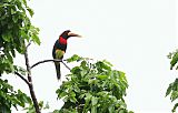 Ivory-billed Aracari